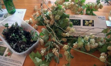 ALP ACOLLIRÀ UNES NOVES JORNADES DEDICADES A LA FLORA DEL PIRINEU