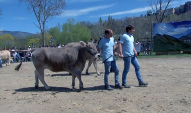 BONA AFLUÈNCIA DE RAMADERS I PÚBLIC AL 16è CONCURS NACIONAL DE RAÇA BRUNA