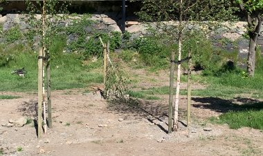 UN ACTE VANDÀLIC MALMET UNA VINTENA D’ARBRES DEL NOU PARC DEL RIUET DE SORT