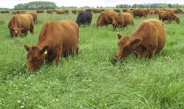 LA UDL DEMOSTRA QUE LA CARN DE PASTURA ÉS MÉS SALUDABLE I SOSTENIBLE PEL PLANETA