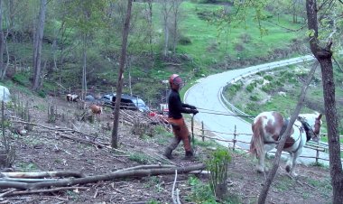 EXTRACCIÓ DE FUSTA DEL BOSC AMB TRACCIÓ ANIMAL