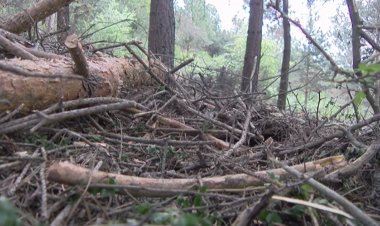 MÉS DE 8 MEUR EN TREBALLS DE PREVENCIÓ D'INCENDIS A L'ALT PIRINEU I LLEIDA