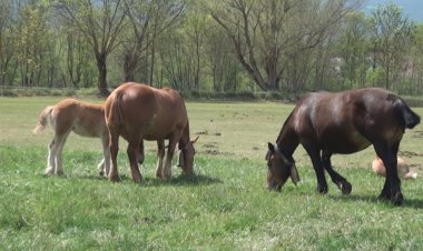 LLÍVIA ES PREPARA PER LA FESTA DE LA TRANSHUMÀNCIA