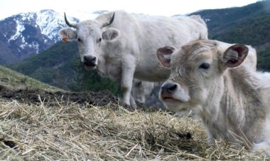 L’ASSOCIACIÓ DE CRIADORS DE VACA PALLARESA TREBALLA PER LA RECUPERACIÓ DE LA RAÇA