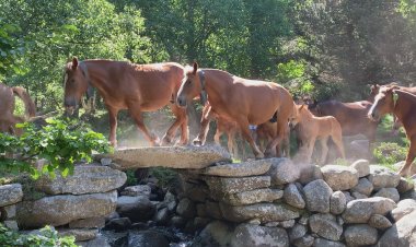 PROP DE 250 PERSONES ACOMPANYEN EL BESTIAR DE LLÍVIA A LES BULLOSES