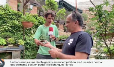 Bonsais, un gran món en miniatura: Connecta Lleida Pirineus 8 de juny