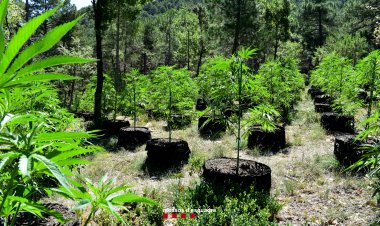 ELS MOSSOS D’ESQUADRA DESMANTELLEN UNA PLANTACIÓ DE MARIHUANA A COLL DE NARGÓ