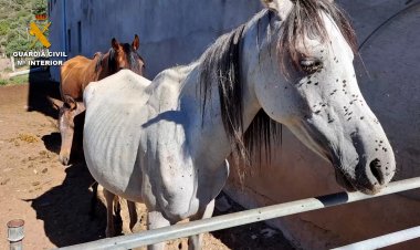 EL SEPRONA INVESTIGA DUES PERSONES PER UN PRESUMPTE DELICTE D’ABANDÓ ANIMAL A ESTAMARIU