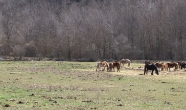 LA TORRE DE CAPDELLA APOSTA PER LA GEOLOCALITZACIÓ DEL BESTIAR