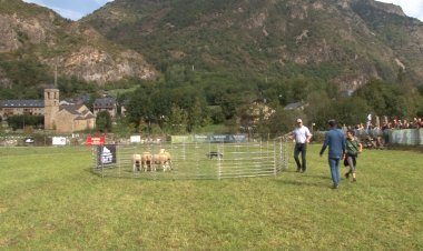 JORNADA SOBRE TÈCNIQUES D’ENSINISTRAMENT I SELECCIÓ DEL GOS PASTOR A BARRUERA