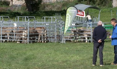 BONA AFLUÈNCIA DE VISITANTS A LA FIRA DE BARRUERA I AL GURE SHEEPDOG