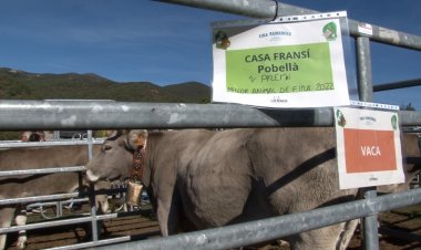 DURANT LA FIRA DE LA POBLETA ES TORNA A RECLAMAR AJUDES CONTRA ELS ATACS DE LA FAUNA SALVATGE