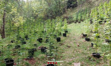 DETENEN UN VEÍ DE TAÚS COM A PRESUMPTE RESPONSABLE D’UNA PLANTACIÓ DE MARIHUANA