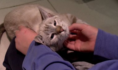 L’ASSOCIACIÓ PELS ANIMALS DEL PIRINEU COMPLEIX UNA DECADA CUIDANT GATS DE CARRER