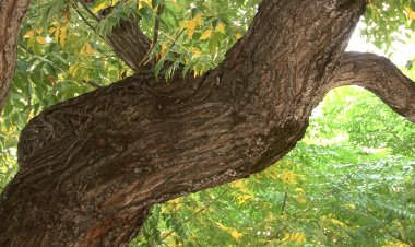 CANVI EN LA GESTIÓ DE L’ARBRAT A TREMP PER MILLORAR-NE EL VIGOR