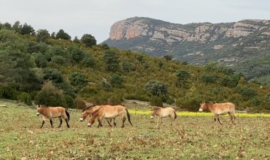Boumort dona nova vida a cavalls primitius: Connecta Lleida Pirineus 3 de novembre