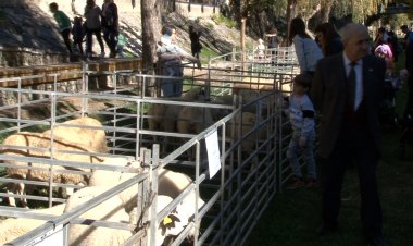 SORT APROFITA LA FIRA TARDOR PER REPENSAR CAP A ON HA D’ANAR LA RAMADERIA