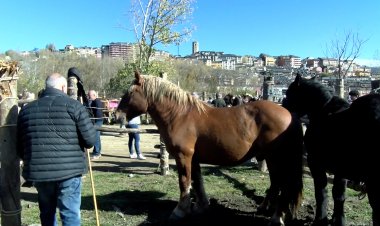 EL CONCURS DE CAVALLS DE PUIGCERDÀ BAT RÈCORD DE PARTICIPACIÓ AMB 250 EXEMPLARS