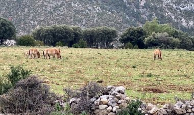 S’ESTABLEIX UN RAMAT EXPERIMENTAL DE CONSERVACIÓ DE CAVALL A LA RESERVA DE BOUMORT