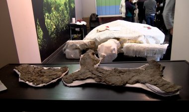 LES RESTES DE LA TORTUGA MARINA MÉS GRAN D’EUROPA TENEN UNA ANTIGUITAT DE 83 MILIONS D’ANYS