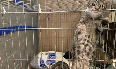 10 anys cuidant gats de carrer: Connecta Lleida Pirineus 16 de novembre