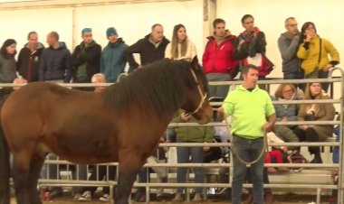 La Seu tria els millors cavalls pirinencs: Connecta Lleida Pirineus 21 de novembre