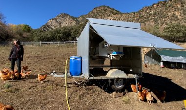 UN CENTENAR DE GALLINES VIUEN EN UNA CARAVANA AL PALLARS SOBIRÀ