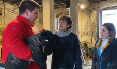 Les ovelles Suffolk que pasturen per Cerdanya: Connecta Lleida Pirineus 9 de gener