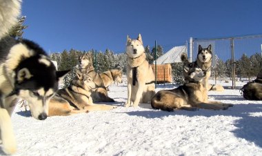 CAU DE LLOPS DIVULGA L’ESPORT DE GOSSOS DE TRINEU A L’ESTACIÓ DE TUIXENT-LA VANSA