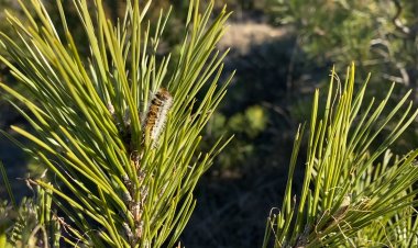 L’AFECTACIÓ PER PROCESSIONÀRIA AL JUSSÀ SERÀ SIMILAR A LA TEMPORADA PASSADA
