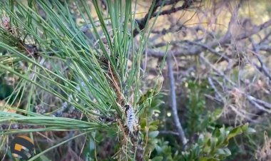 És un problema la processionària del pi?: Connecta Lleida Pirineus 8 de febrer