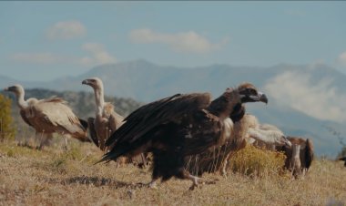 LA COLÒNIA DE VOLTOR NEGRE DEL BOUMORT HA ARRIBAT ALS 65 INDIVIDUS AQUEST 2022