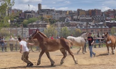 LA 25a FIRA DE PRIMAVERA DE PUIGCERDÀ REUNEIX UNA SEIXANTENA DE CAPS DE BESTIAR