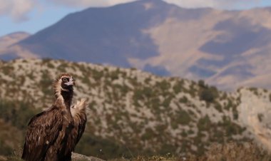 El retorn del voltor negre al Pirineu: Connecta Lleida Pirineus 9 de maig
