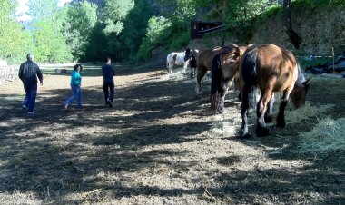 LLAVORSÍ POSA EN VALOR EL CAVALL PIRINENC CATALÀ AL PALLARS AQUEST DISSABTE EN UNA FIRA