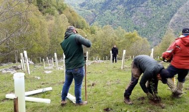 ES PLANTEN 7.000 ARBRES FRUITERS AL PIRINEU PER MILLORAR L'HÀBITAT DE L'OS BRU