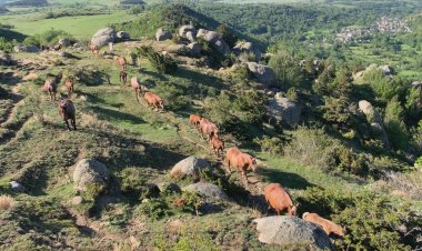 LA FESTA DE LA TRANSHUMÀNCIA DE LLÍVIA REUNEIX UNES 200 PERSONES