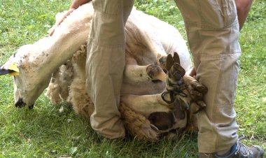 SORT CELEBRA DISSABTE LA 32a XOLLADA D’OVELLES AMB TISORA