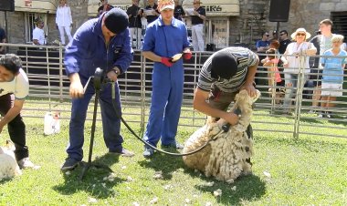 SORT POSA EN VALOR LA XOLLADA D’OVELLES DURANT LA FIRETA DE SANT JOAN