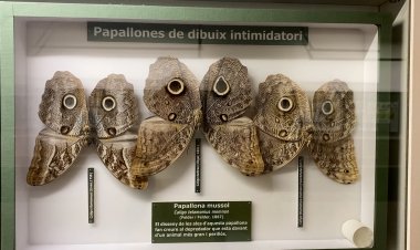 EL MUSEU DE LES PAPALLONES ESPERA AUGMENTAR VISITES AQUEST ESTIU