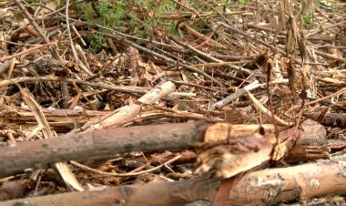 TREBALLS DE PREVENCIÓ D’INCENDIS ENTRE CASTELLCIUTAT I EL BALCÓ DELS PIRINEUS