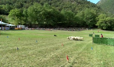 LLAVORSÍ ES PREPARA PER AL 35È CONCURS DE GOSSOS D’ATURA