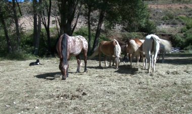 LA FUNDACIÓ MIRANDA CERCA NOUS ESPAIS PER AMPLIAR CAVALLS QUE GESTIONIN I CONSERVIN EL MEDI