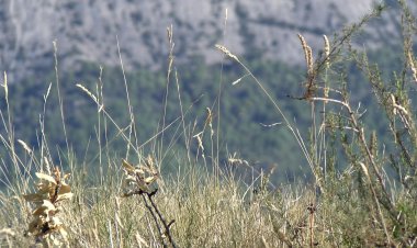NOU MUNICIPIS DE L’ALT URGELL I EL PALLARS JUSSÀ AMB RISC EXTREM D’INCENDI