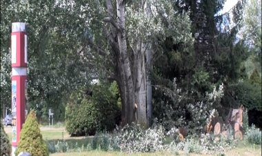 PUIGCERDÀ TALLA DE FORMA PREVENITVA UN ARBRE DE LA ROTONDA D’ENTRADA