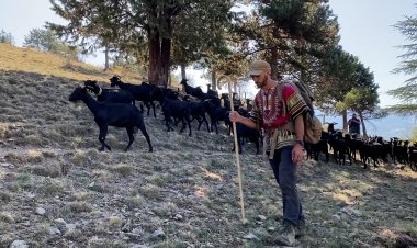 LA TRAVESSA TRANSHUMANT DEL CAMÍ RAMADER DE MARINA COMENÇA A LLÍVIA