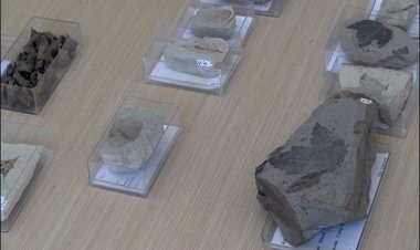 BELLVER DE CERDANYA ACULL EL 8È CONGRÉS INTERNACIONAL DE PALEOBOTANICA DE LA UB