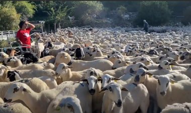 La gestió de 3000 ovelles en alta muntanya: Connecta Lleida Pirineus 4 d’octubre