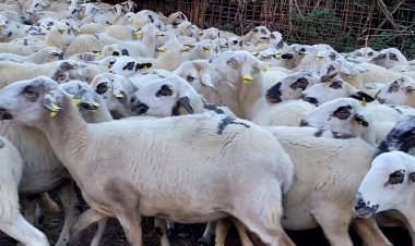 RAMADERS PALLARESOS I RIBAGORÇANS CONSTATEN LA DISMINUCIÓ D’HERBA A L’ALTA MUNTANYA