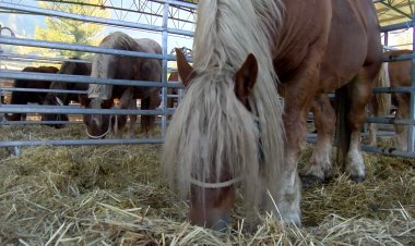 IMPULSEN UNES JORNADES AL PALLARS I CERDANYA SOBRE EL BESTIAR DE PEU RODÓ
